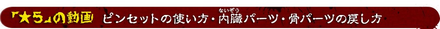 恐怖！ ドキドキクラッシュ 人体模型